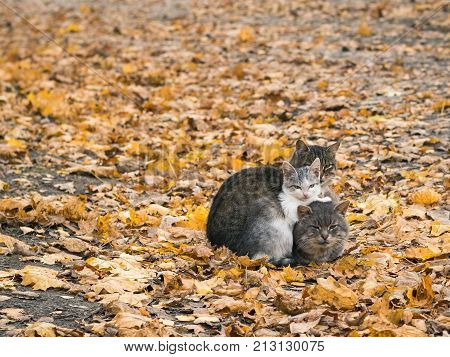 Three cats keep each other warm in autumn Park. The concept of co-existence of several animals.
