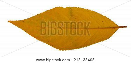 Yellow sakura leaf isolated on white background.