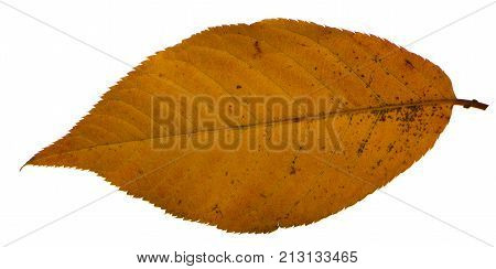 Yellow sakura leaf isolated on white background.
