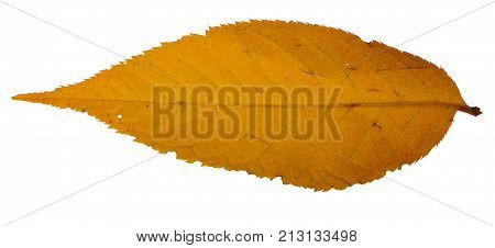 Yellow sakura leaf isolated on white background.