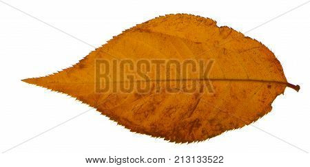 Yellow sakura leaf isolated on white background.