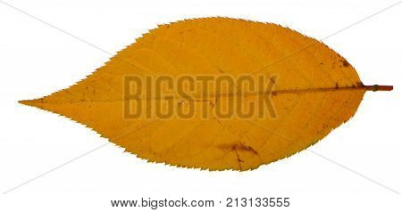Yellow sakura leaf isolated on white background.