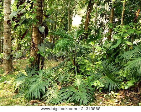 Monstera