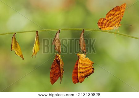 Life Cycle Of Common Maplet (chersonesia Risa ) Butterfly Hanging On Twig