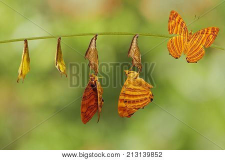 Life Cycle Of Common Maplet (chersonesia Risa ) Butterfly Hanging On Twig