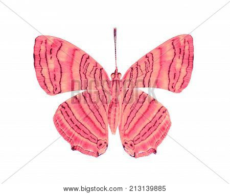 Isolated Dorsal View Of Common Maplet (chersonesia Risa ) Butterfly On White With Clipping Path