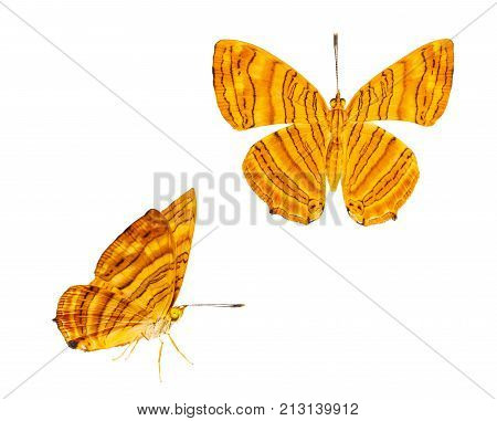 Isolated Dorsal And Side View Of Common Maplet (chersonesia Risa ) Butterfly On White With Clipping