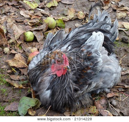 พระพรหมใหญ่ไก่เก่า