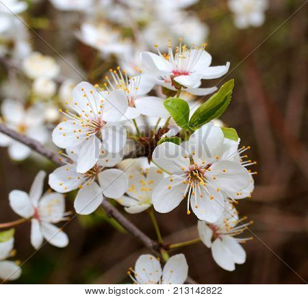 spring bloom beautiful season beauty blooming blue cherry flower