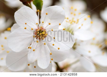 spring bloom beautiful season beauty blooming blue cherry flower