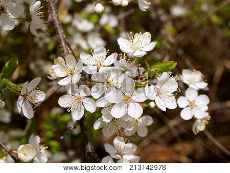 spring bloom beautiful season beauty blooming blue cherry flower