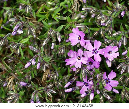 Flowers phlox subulate garden nature background green