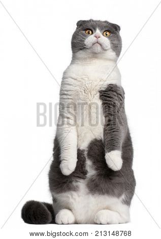 Scottish Fold cat, 1 year old, standing up in front of white background