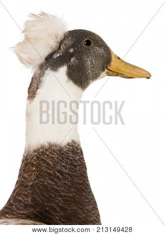 Close-up headshot of Male Crested Duck, 3 years old, standing in front of white background