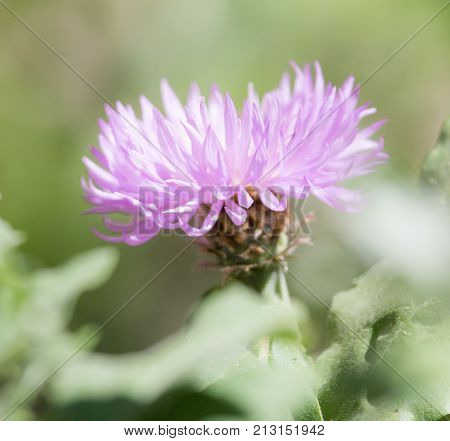 purple flower in nature . In the park in nature