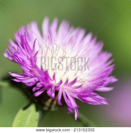 purple flower in nature . In the park in nature