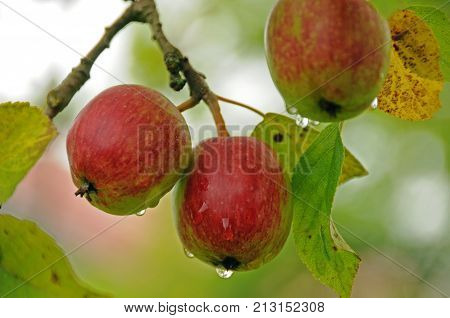 3 delicisous ripe apples surrounded by green and yellow leaves hang from a tree in the morning sun. Dew drops which hang from the apples reflect the tree which the apples hang from (if one zooms in). The very blurry background shows orange which radiates