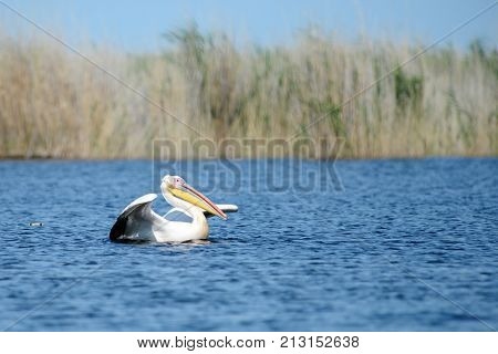 Pelican.
Pelicans are a genus of large water birds that makes up the family Pelecanidae. They are characterised by a long beak and a large throat pouch used for catching fishing.