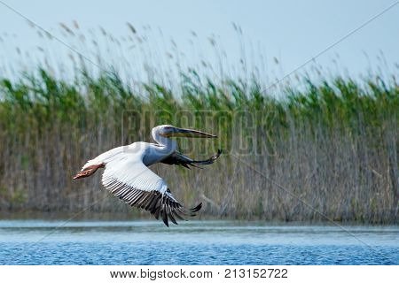 Pelican.
Pelicans are a genus of large water birds that makes up the family Pelecanidae. They are characterised by a long beak and a large throat pouch used for catching fishing.