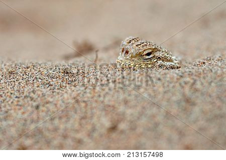 Phrynocephalus mystaceus.
Phrynocephalus mystaceus is a species of agamid lizard.