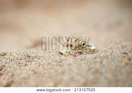 Phrynocephalus mystaceus.
Phrynocephalus mystaceus is a species of agamid lizard.