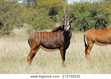 Female sable antelopes (Hippotragus niger) in natural habitat, South Africa