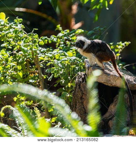 monkey tamarin sitting on a tree in the wild