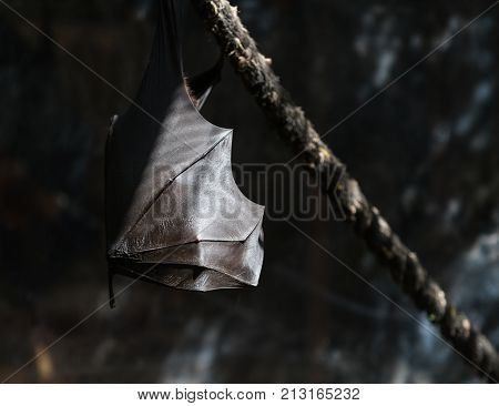 flying foxes in the wild nature close-up