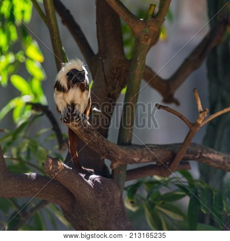 monkey tamarin sitting on a tree in the wild