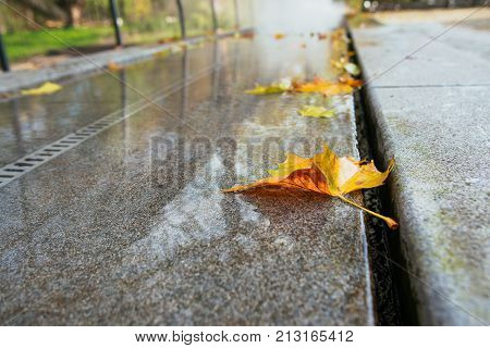 yellow and red fallen leaves in the fauntaine