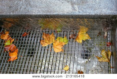 yellow and red fallen leaves in the fauntaine