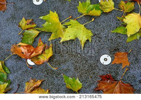 yellow and red fallen leaves in the fauntaine