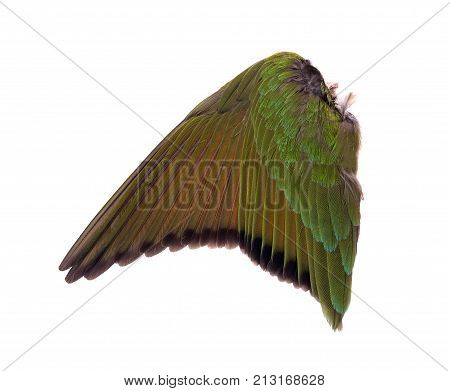 Angel wings isolated on white background Natural white goose wings. Isolation.