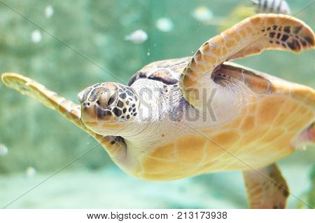 Big Sea Turtle Swimming In The Aquarium Water