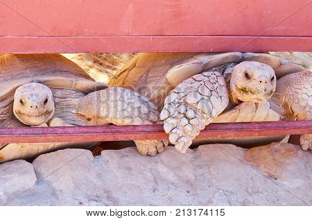 Sand Turtle In The Zoo Waiting For Food