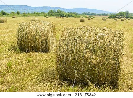 Field with round bales of straw in Romania.