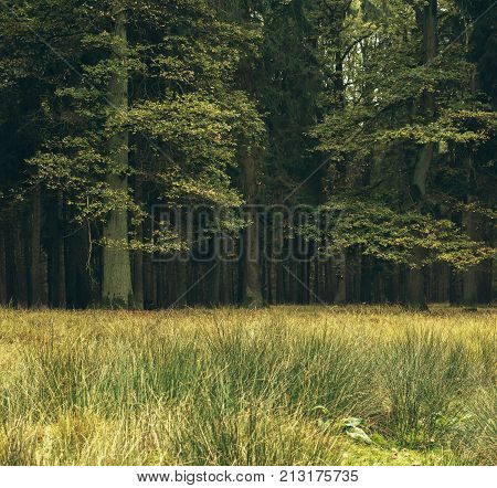 Meadow In Deciduous Autumn Forest. Wildlifepark Dulmen, Germany.
