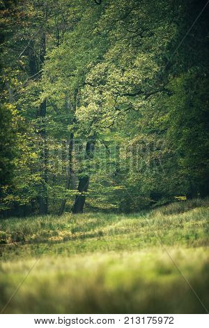 Foliage in a deciduous forest. Wildlifepark Dulmen, Germany.