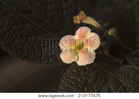 Beautiful pink and yellow Episcia cupreata flower in the morning