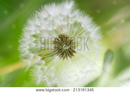dandelion on nature . In the park in nature