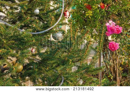 Decorated Christmas tree near the blossoming rose on the street in Mediterranean village. Seljanovo, Tivat, Montenegro