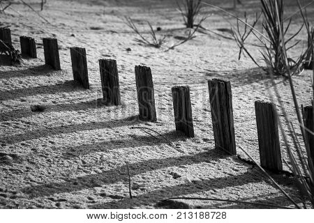 Tips of a buried sand fence casting shadows