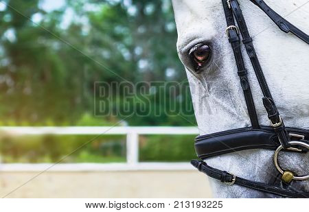 White horse half face looking forward on show jumping or dressage competition, green blur background. Beautiful gray bridled horse side-drawn closeup. Concept for banner, website, poster.