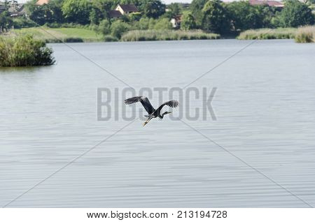 cormoran bird flying from lake water to sky