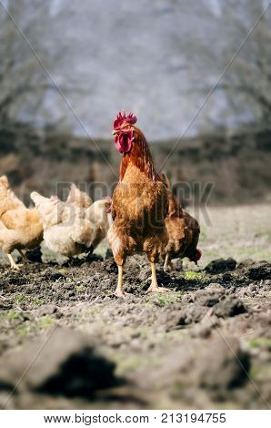 livestock poultry on farm. rooster chicken portrait