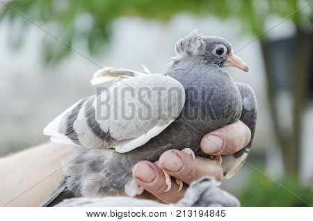 human hands holding pigeon bird. animals background