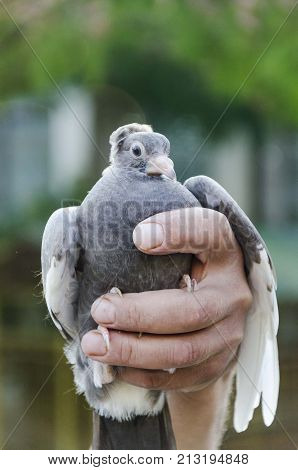 human hands holding pigeon bird. animals background