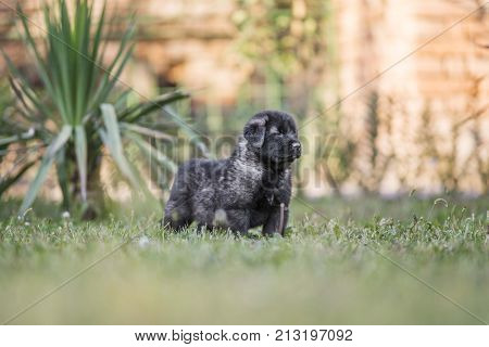 adorable collie black puppie in grass. outdoor dog