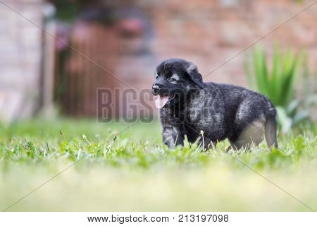 adorable collie black puppie in grass. outdoor dog