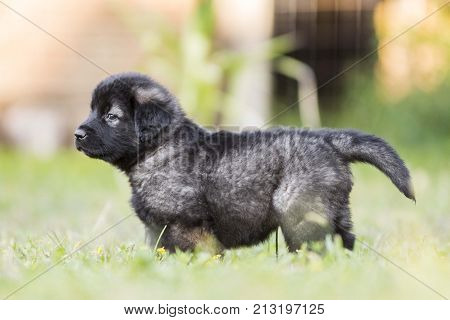 adorable collie black puppie in grass. outdoor dog